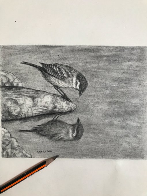 A detailed pencil drawing of a bird perched on a rock by the water with its reflection visible below, signed 'Cachi 2024', with a pencil resting at the bottom of the artwork.