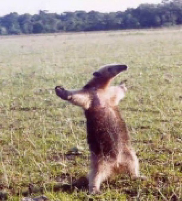 An anteater standing upright on its hind legs in a grassy field with its arms spread wide.
