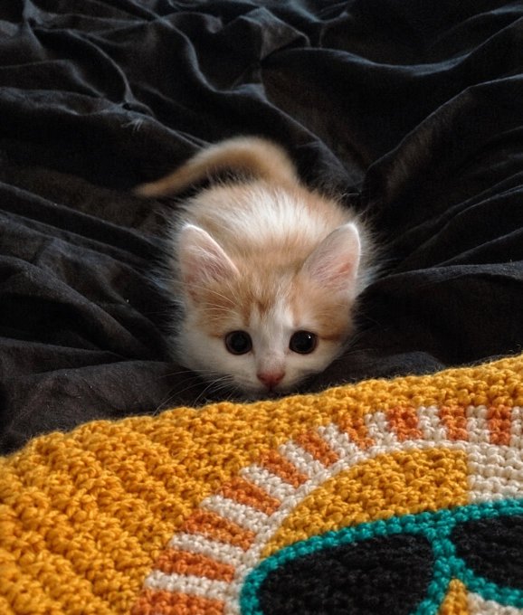 An adorable cream-colored kitten with big curious eyes peeks out from under a gray velvet blanket and a colorful knitted afghan. The "CAPTION THIS FACE" prompt perfectly suits this sweet little feline, whose tiny pink nose and fluffy ears make for an irresistibly charming expression.