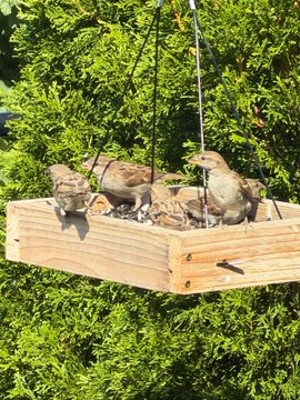 Three brown birds perch on a hanging wooden platform feeder against a backdrop of green foliage. The image captures the lively "party" scene referenced in the caption, with the birds gathered together on their feeding platform.