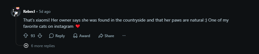 A screenshot of a Reddit comment by user "Rebed!" posted 5 days ago, stating "That's xiaomi! Her owner says she was found in the countryside and that her paws are natural :) One of my favorite cats on instagram ❤", with 93 upvotes.