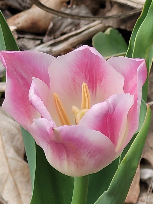 A close-up photograph of a blooming pink and white tulip with yellow stamens, surrounded by green leaves and dry foliage.