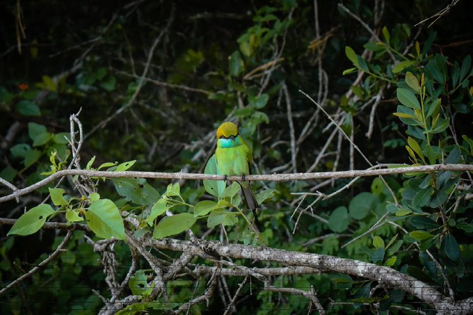 A green bee-eater bird with a yellow throat and black eye stripe perches on a branch surrounded by dense foliage.