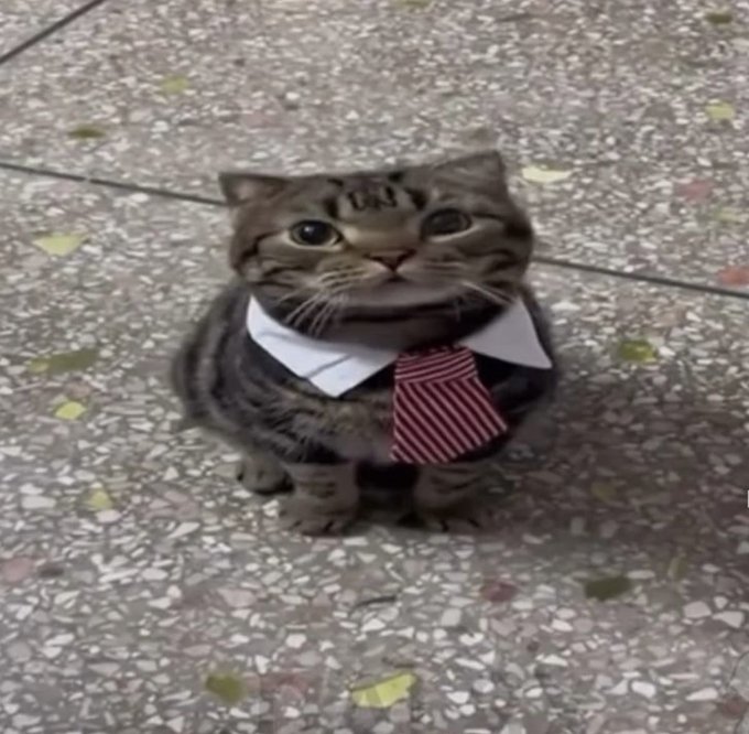 A tabby cat wearing a white collar and red striped tie, sitting on a speckled tile floor.