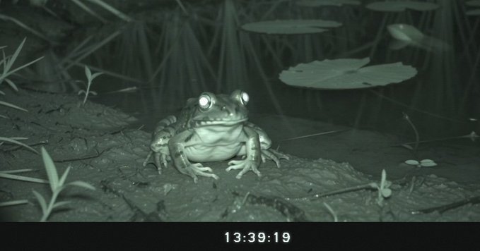 Night vision camera footage of a frog with reflective eyes sitting on a lily pad, timestamped 13:39:19 at the bottom.