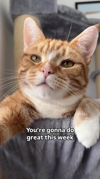 An orange and white cat rests on a gray blanket, accompanied by the text overlay 'You're gonna do great this week'.