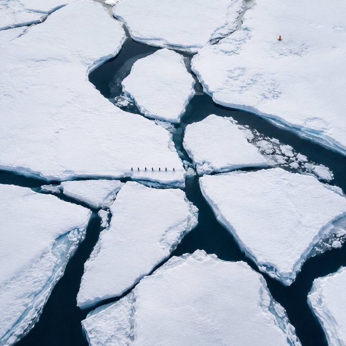 An aerial view of cracked sea ice with a line of tiny penguins walking across the frozen surface.