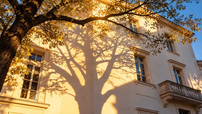 A photograph of a tree's shadow cast on the warm beige wall of a classical building during sunset, with sun filtering through the autumn leaves.