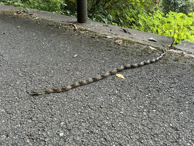 A long snake slithers across a paved path near a curb and greenery, having been safely guided away from a busy area. The post humorously references the author's #STEPN #HEAL3 walking game failing to register steps ("animal judgment 2: walking not confirmed"), framing the snake relocation as a distracting duty that interfered with the activity.