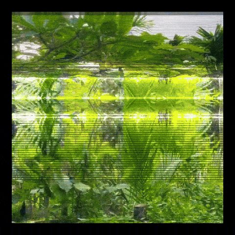 ids/sa_15963 is the watermark for a photograph of a green plant, taken from an underwater perspective.