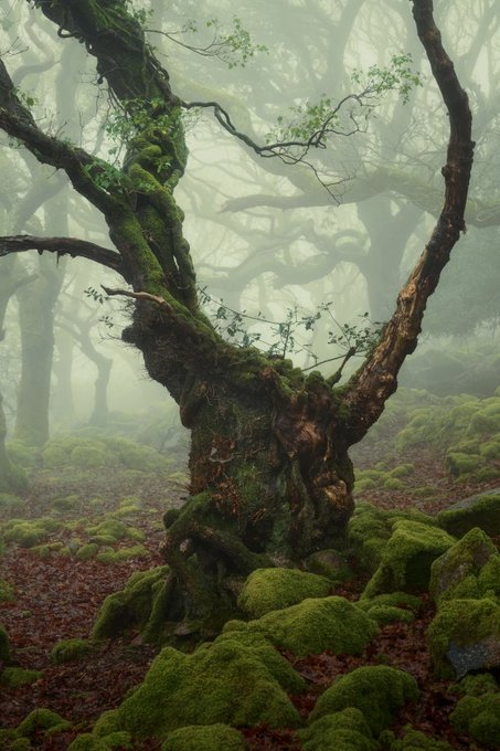 A gnarled, moss-covered tree emerges from a misty forest, its twisted branches reaching into the foggy atmosphere with emerald moss blanketing the surrounding rocks and ground. The image evokes the ethereal, mysterious atmosphere suggested by the "Whispers" series name, capturing the haunting beauty of an ancient woodland scene.
