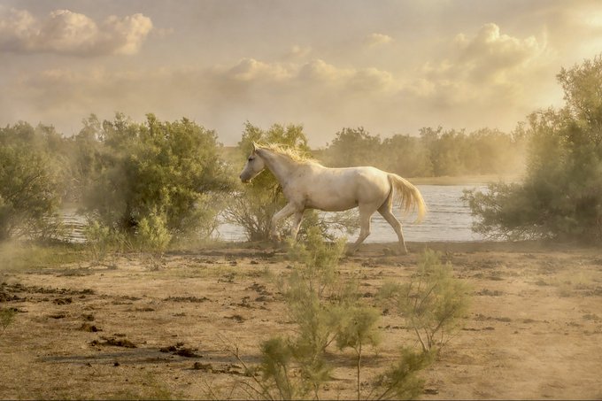 A majestic white horse walking through a dusty landscape with sparse green bushes and water visible in the background under a hazy sky.