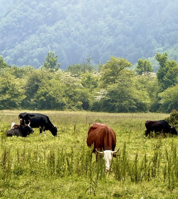 Photograph of cattle grazing in a green pasture, with a brown and white cow in the foreground and other cows resting in the background, set against forested mountains.