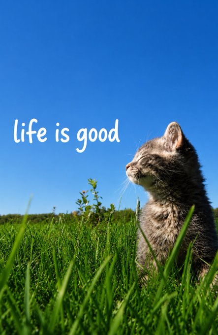 A small tabby kitten sitting in green grass looking up at a clear blue sky, with the text 'life is good' written in white.