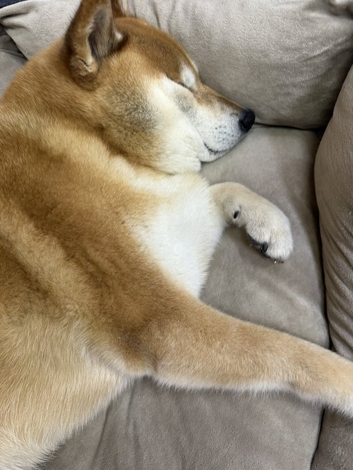 A Shiba Inu peacefully sleeps on a couch with its face pressed against the cushion, perfectly matching the "Face smashed up" caption.