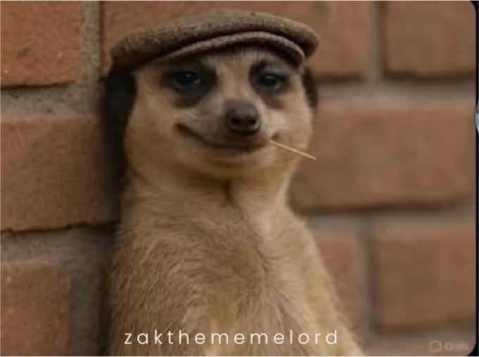 A meme shows a meerkat wearing a brown flat cap with a toothpick in its mouth, leaning against a brick wall, watermarked 'zakthememelord'.