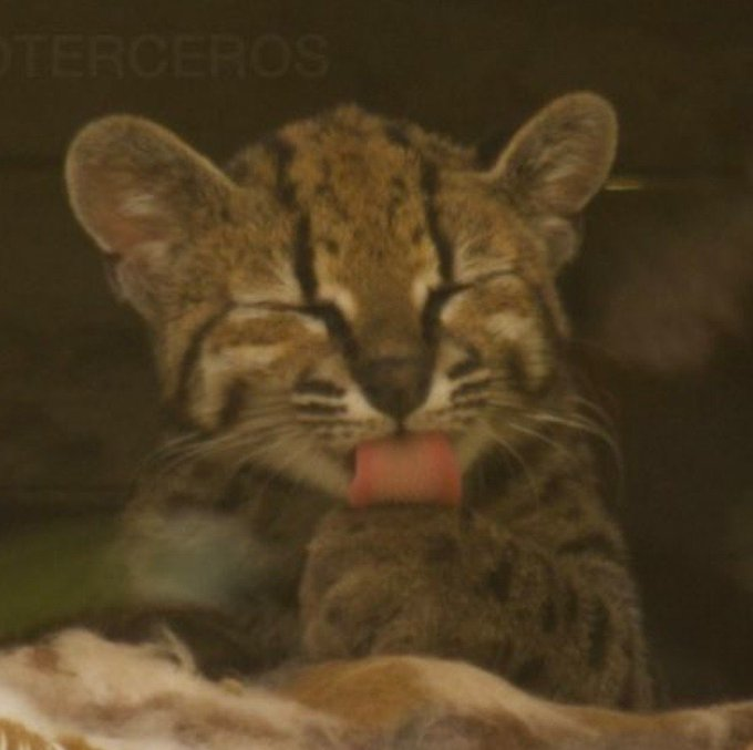 Close-up of a small wildcat cub (likely an ocelot or margay) with its eyes closed and pink tongue sticking out, appearing to be grooming or yawning.