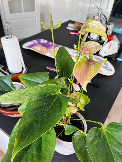 A potted anthurium plant with large green leaves and pink-and-yellow flowers sits on a dark dining table next to a paper towel holder and other items.