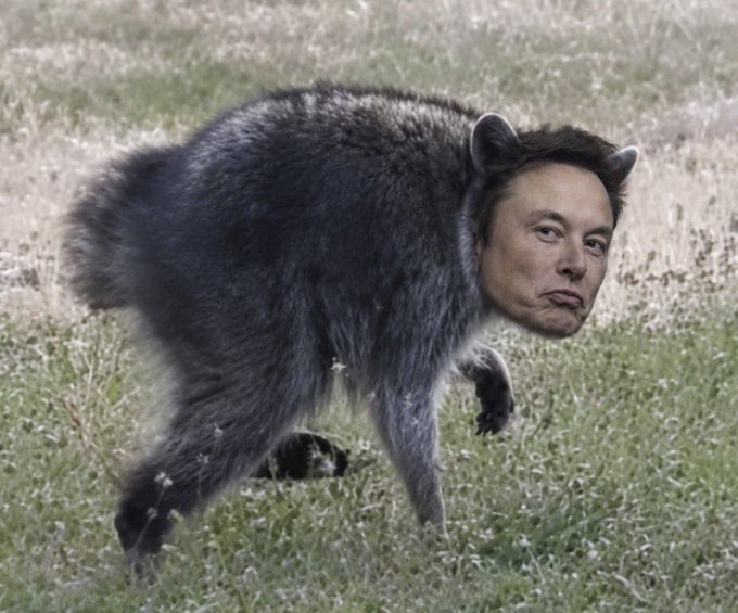A raccoon with the face of Elon Musk edited on stands in a grassy field. The surreal hybrid image humorously visualizes the idea of a "cult community" surrounding Musk, tying into the $Jimothy joke.