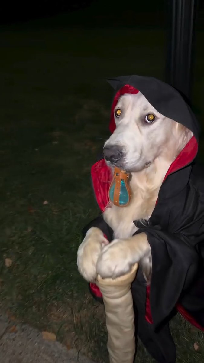 A white and tan dog wearing a black and red hooded costume, holding a small orange and teal toy in its mouth while standing on grass at night.