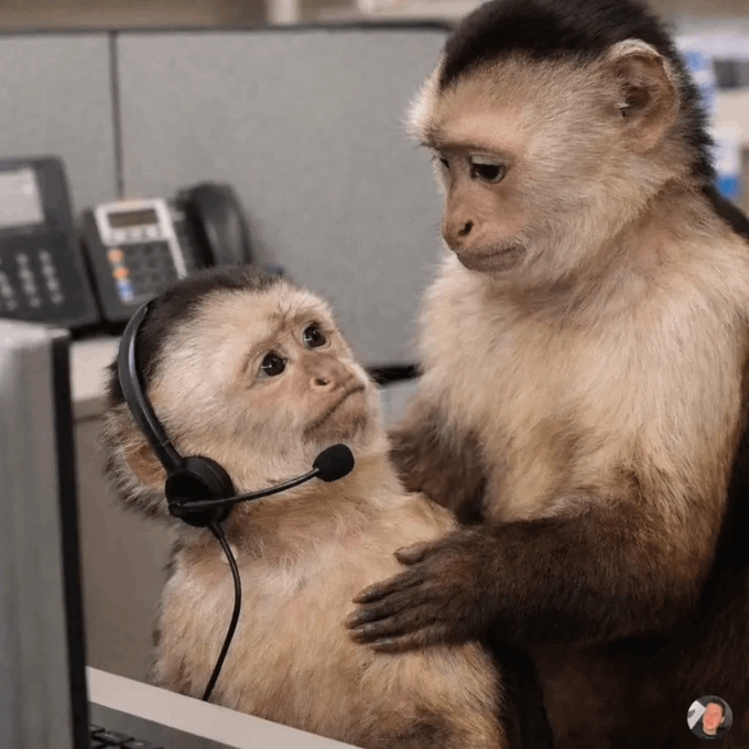 A baby monkey wearing a black headset looks up at an adult capuchin monkey in what appears to be an office setting.