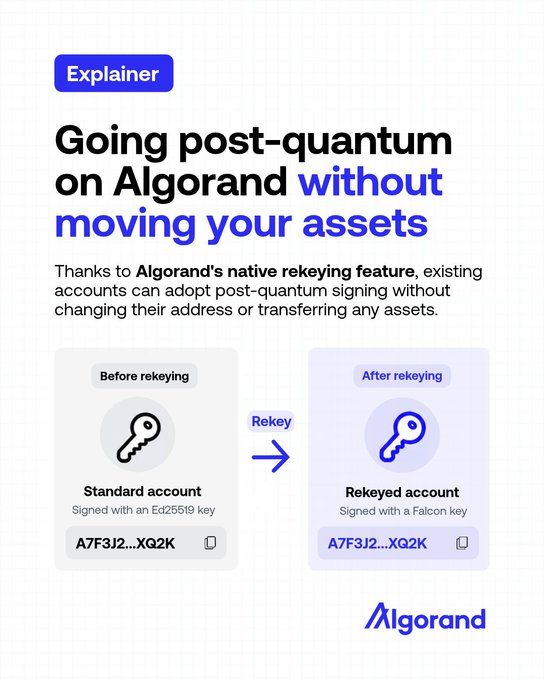 An "Explainer" infographic from Algorand titled "Going post-quantum on Algorand without moving your assets," illustrating how Algorand's rekeying feature allows a standard account (signed with an Ed25519 key, address A7F3J2...XQ2K) to upgrade to a post-quantum rekeyed account (signed with a Falcon key) while keeping the same address intact.
