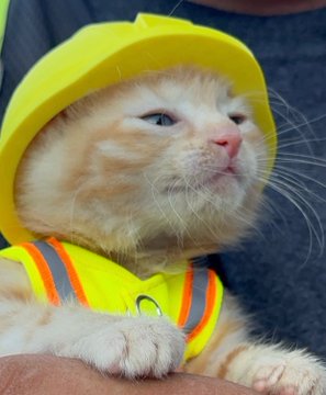 An orange tabby kitten wears a yellow construction hardhat and matching high-visibility safety vest, striking a serious "construction worker" pose. The image serves as the meme reference for the post, using the "righteous construction-class hardhat" angle to hype $BOB alongside the contract addresses 0xc86354045e72985de4c87d24eab88bbda4547777 and 0x2ab8a4dd2191989ac2898006df350b236d2b7777, while arguing $BOB should be worth at least 100M if $sue hits 1.3M.