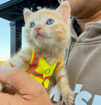 A tiny orange kitten is being held while wearing a bright yellow safety vest, perfectly illustrating the caption, “Hat stays on.” No other clear text, numbers, or tickers are visible.