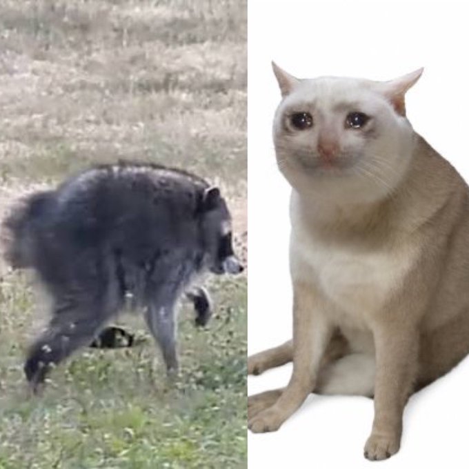 A side-by-side comparison image showing a dark, wild boar on the left and a light-colored, wide-eyed domestic cat on the right, commonly shared online as a humorous meme.