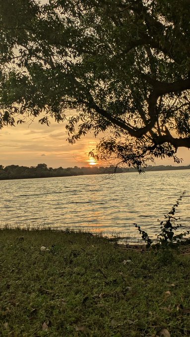A serene sunset over a calm lake, with the sun setting behind distant trees and framed by silhouetted tree branches overhead.