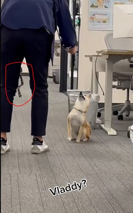 A small dog sits attentively looking up at a person walking away in an office, with the text 'Vladdy?' overlaid and a red circle highlighting a leash hanging from the person's pants.