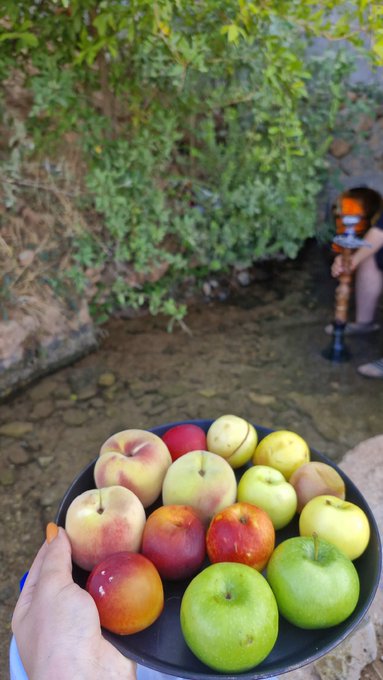 A hand holds a black bowl filled with fresh red and green apples near a shallow stream, with lush green foliage and a hookah pipe visible in the background.
