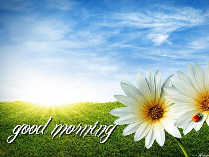 A bright 'good morning' greeting card featuring a sunny sky, green grass field, and white daisies with a ladybug on the right side.