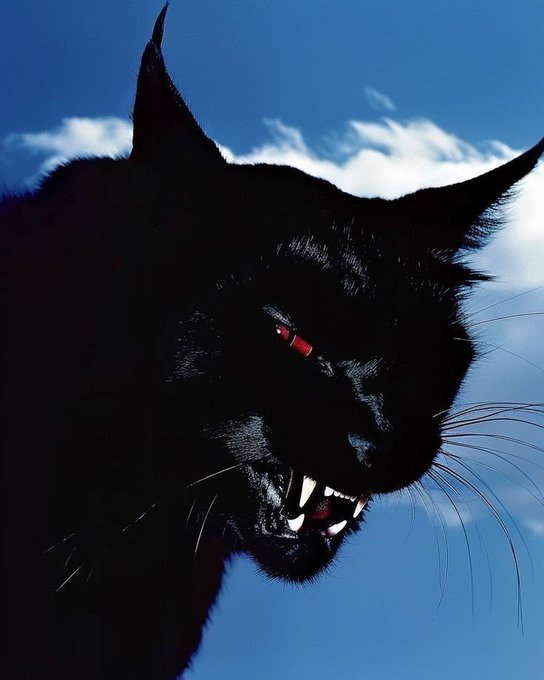 A menacing black cat with glowing red eyes and bared fangs snarls against a blue sky, evoking a predatory and deceptive tone that mirrors the post's narrative of one party (the "goy") being duped while another ("the promised") uses insider information to profit in a crypto launch.