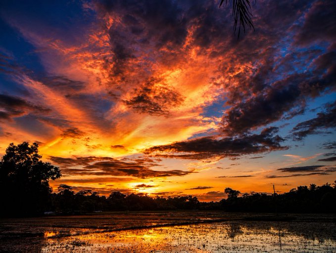 A vibrant sunset fills the sky with orange and red hues, reflecting over a watery field with silhouettes of trees on the horizon.