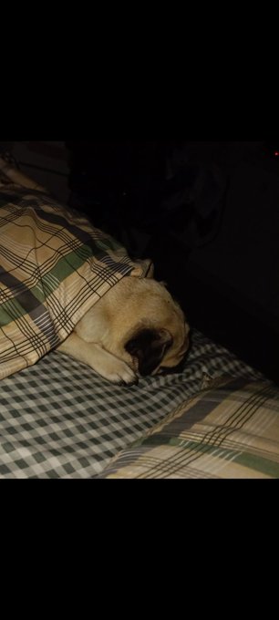 A sleeping pug nestled under a checkered green and white blanket in low lighting.