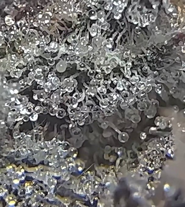 Close-up macro shot of what appears to be frosted or crystallized cannabis buds, showing a dense coating of trichomes with a frosty, sparkly appearance.