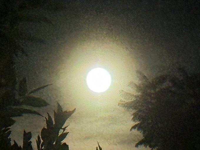 A bright full moon glowing through cloudy skies, framed by silhouettes of palm fronds and foliage.