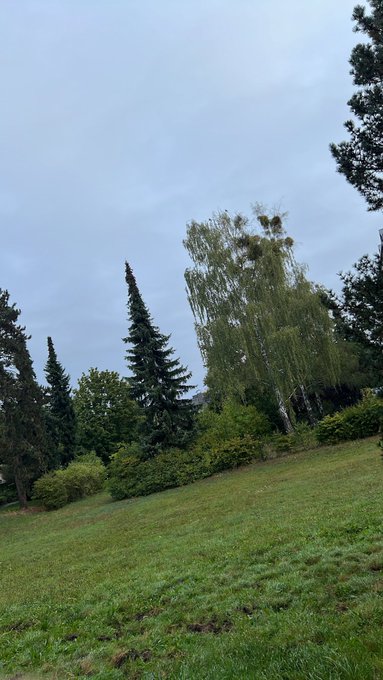 A grassy hillside slopes toward a cluster of evergreen and birch trees under an overcast sky. The serene park scene, with its tall evergreens reaching upward, visually echoes the "Get Money" theme by suggesting growth and upward momentum, as if nature itself is always striving higher.