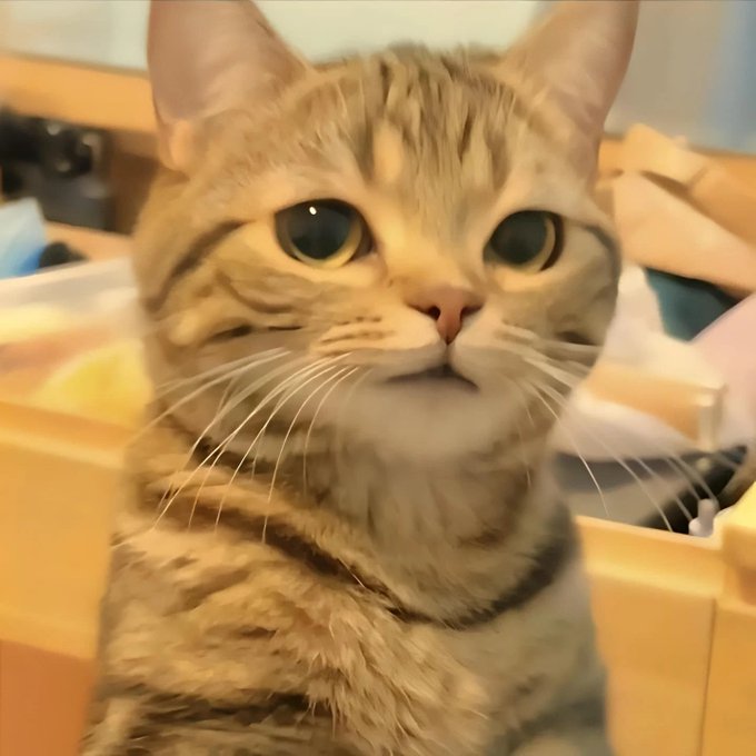 A close-up of a brown tabby cat with large, alert eyes looking upward.