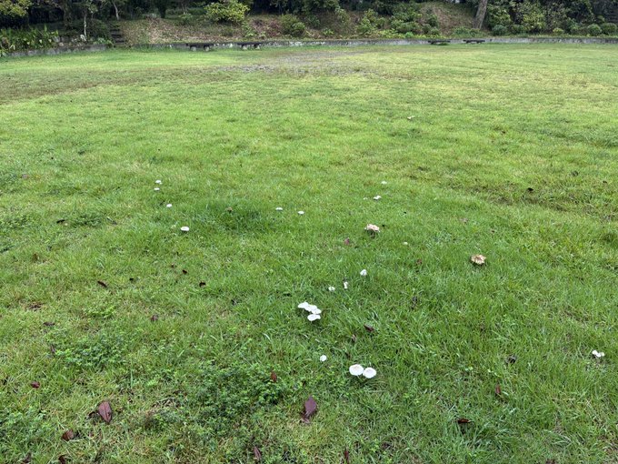 A grassy lawn dotted with white mushrooms, with trees in the background.
