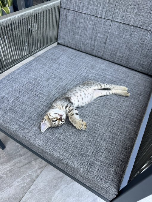 A small spotted kitten lying on its side, stretched out on a gray fabric outdoor chair/couch.