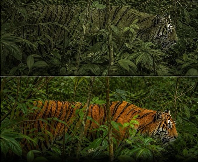 A before-and-after comparison of a tiger walking through a jungle; the top image is dark and green-toned, while the bottom image is brightened to reveal the tiger's orange coat.