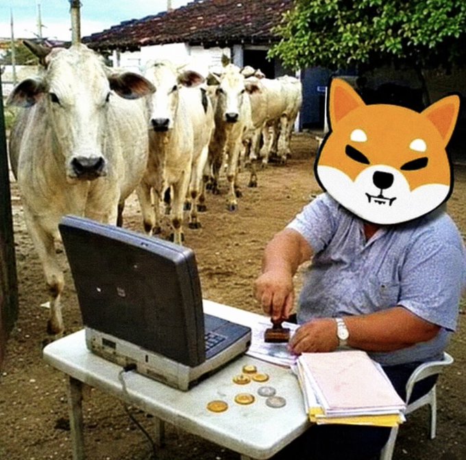 The image shows a person with a Shiba Inu dog's face editing sitting at a table with a laptop, stamps, coins, and papers in a rural setting with several cows watching in the background, humorously illustrating how the post suggests that while Dogecoin (represented by the Shiba Inu mascot and the 2020 reference) has been around for years, a cow-themed cryptocurrency is now joining the crypto space.