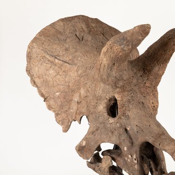 A close-up of a brown dinosaur skull fossil with prominent horns and frill, shown in profile against a white background.