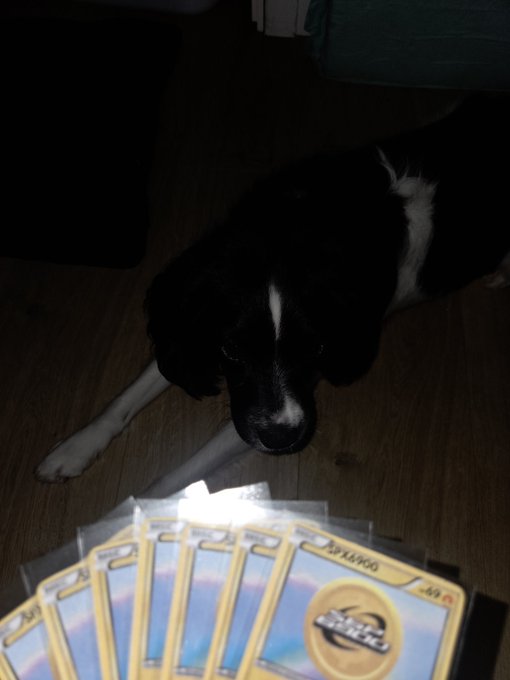 A black and white dog lying on a wooden floor looking up, with a spread of Pokemon trading cards visible in the foreground, including what appears to be a Comfey card.