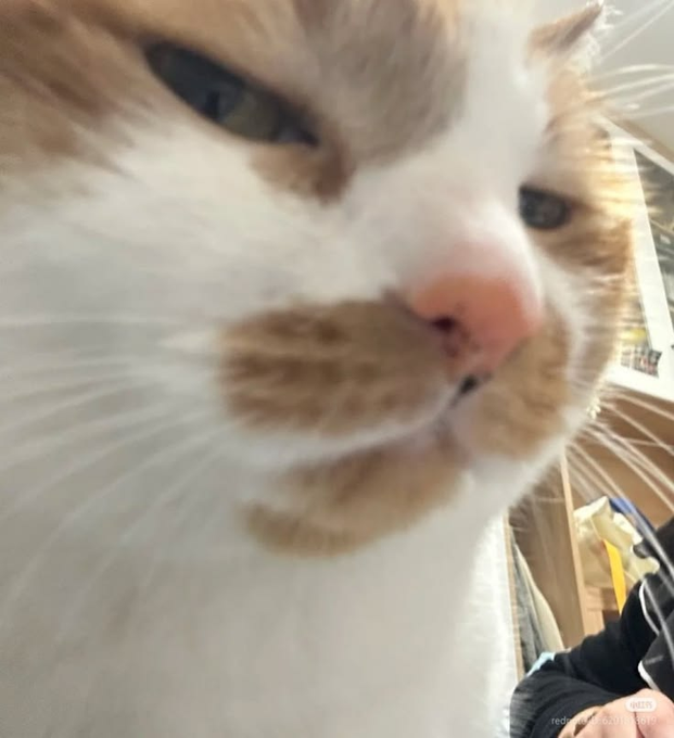 A close-up of an orange and white cat with a skeptical, side-eye expression captures the skeptical, "yeah, sure" energy perfectly fitting for a post calling out crypto shillers pivoting from promoting low-cap coins to hyping a $1B token unlock.