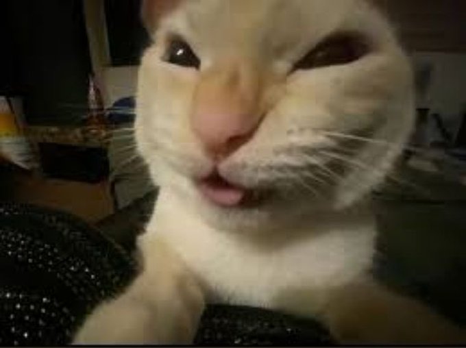 A close-up, slightly blurry photo of an orange and white cat with its mouth slightly open.