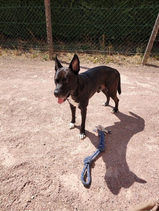 A black and white pit bull-type dog standing on a dirt ground behind a chain-link fence, panting with its leash trailing on the ground beside it.