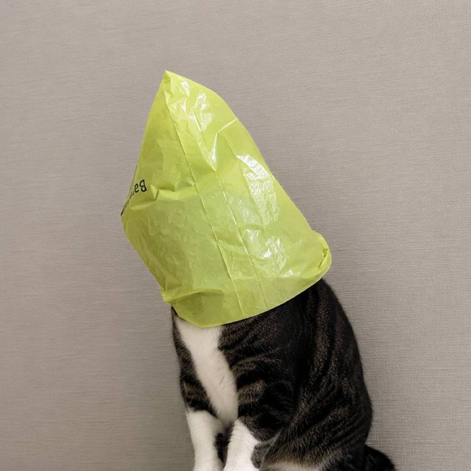 A tabby cat sits facing a wall wearing a bright yellow plastic bag on its head like a cone, with partial text "Ba" visible on the bag—capturing the humorous "what if?" scenario of a cat cluelessly sporting makeshift headwear.